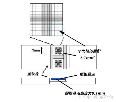 关于血球计数板你应该了解的一切 知乎