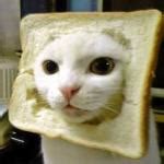 Bread cat Meme Generator - Imgflip