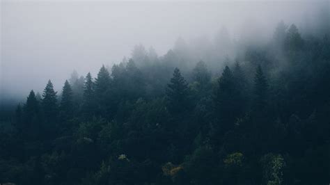 3840x2160 Wallpaper forest, trees, fog | Forest wallpaper, Macbook ...