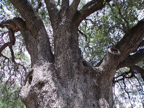 Five Hundred Year Old Texas Live Oak Trees Nineteen Photograph By Joney Jackson