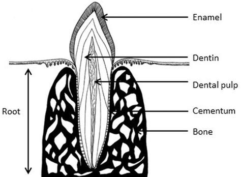 Canine Teeth Diagram