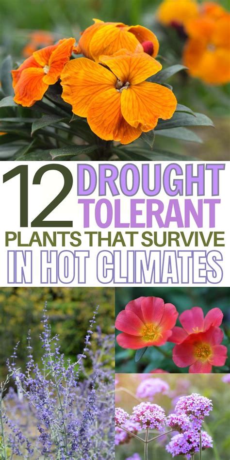 Low Water Plants These Low Maintenance Landscaping Plants Are The