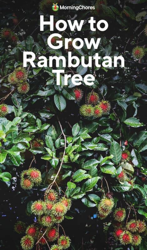 Growing Rambutan Trees: How to Plant and Care For This Sublime Fruit