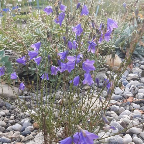 Gärtnerei StaudenSpatz Rundblättrige Glockenblume Campanula