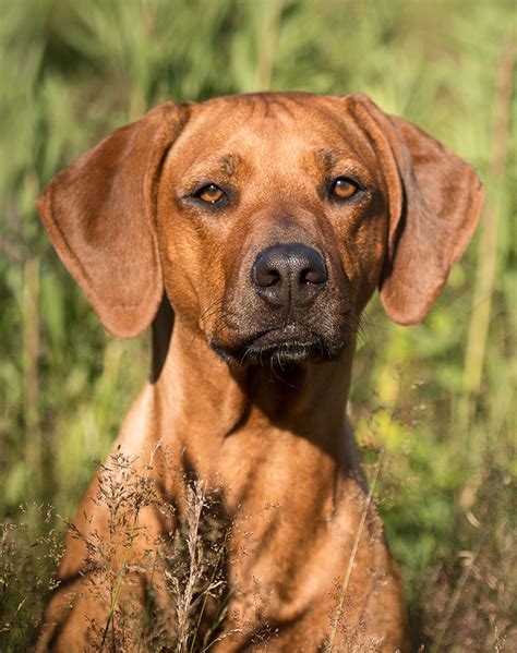 32 Hound Dog Breeds with Incredible Instincts – PureWow