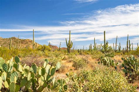 15 AMAZING Things To Do In SAGUARO National Park Photos