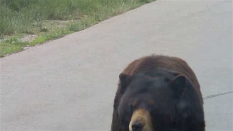 Bear Country USA South Dakota YouTube