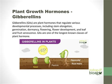 PPT - Plant Growth Hormones - Types & its Role in Plant - Indogulf ...