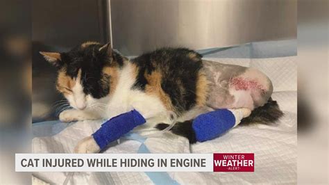 Cat Severely Injured After Getting Caught In Car Engine While