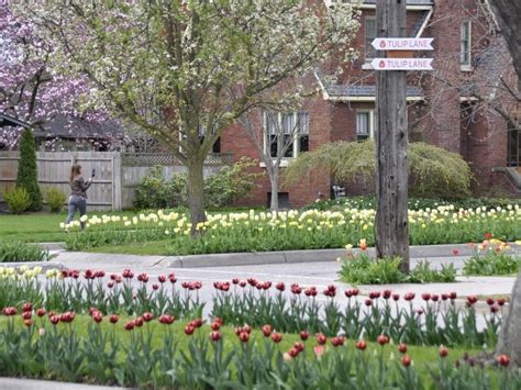 Holland Tulip Festival 2024: Insider's Best Tulip Time Tips