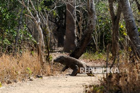 Pesan Tiket Komodo Park Tour Online Mulai Agustus 2022 WisataHits