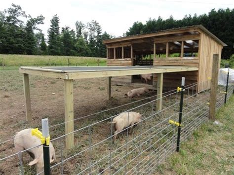 These pigs have this wonderful hog house and shaded arbor in their ...