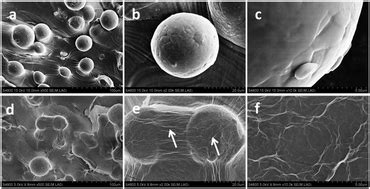 Enhanced Growth And Osteogenic Differentiation Of Mc T E Cells On