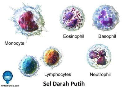 Jenis Sel Darah Putih Basofil Eosinofil Neutrofil Limfosit Dan Monosit