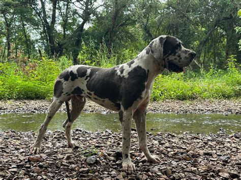 Dante, 2 y/o Full European Blue Harlequin - Great Dane Puppies for Sale ...