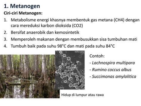 Bab Archaebacteria Dan Eubacteria Ppt