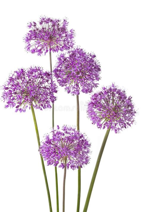 Three Purple Alium Flowers Stock Photos Free Royalty Free Stock