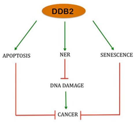 Schematic Diagram Depicting How Ddb2 Acts As A Tumor Suppressor By