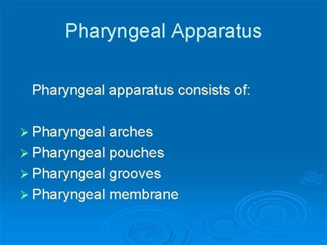 Pharyngeal Arches Pouches And Clefts By Dr Mujahid