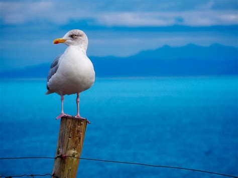 Hoy es el Día mundial de las aves playeras La Demajagua