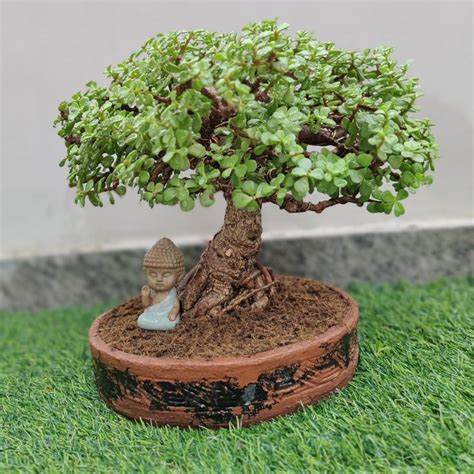 Dwarf Jade Bonsai Jade Bonsai Bonsai Plants Bonsai Tree Care