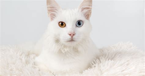 Curiosidades Sobre Los Gatos Blancos Sepicat