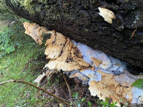 Decaying sulphur shelf?? : r/mycology