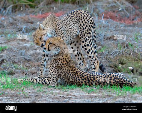 Cheetahs Kissing