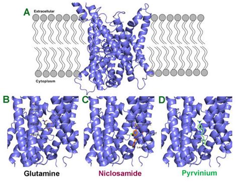 Cancers Free Full Text Potent Inhibition Of Macropinocytosis By