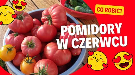 Pomidory w czerwcu tajniki uprawy na początku sezonu Jak uprawiać