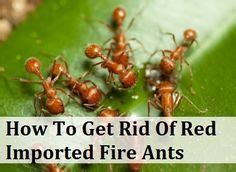 How To Stop Ants Nesting In Plant Pots Plant Ideas