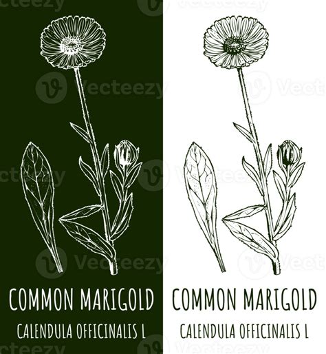 Drawings Common Marigold Hand Drawn Illustration Latin Name Calendula Officinalis L 25202287 Png