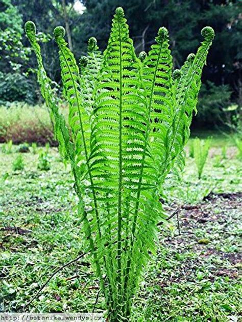 Buy Ostrich Fern Wholesale | Fast Growing Fern Plants