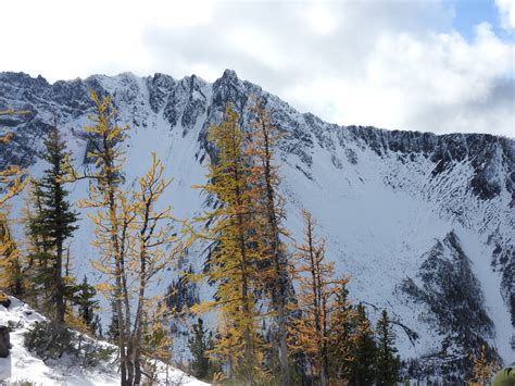 Mount Frosty And The Golden Larches Varsity Outdoor Club