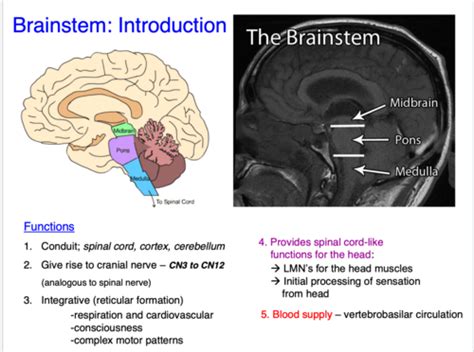 Lecture Brainstem Flashcards Quizlet