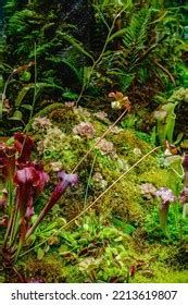 Tropical Forest Carnivorous Plants Stock Photo 2213619807 | Shutterstock