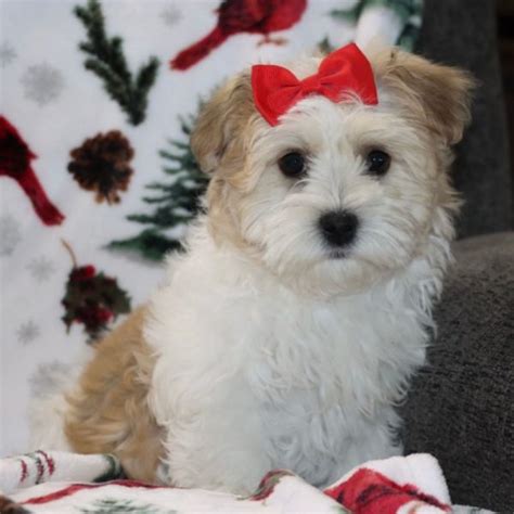 Female Havanese Puppy for Sale | ID 1989-DS