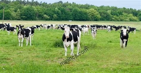 Holstein Dairy Cows All about Holstein-Friesian History