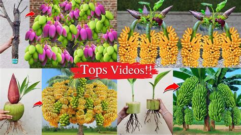 Grafting Videos : Good Techniques for Grafting Trees and Fruits - YouTube 