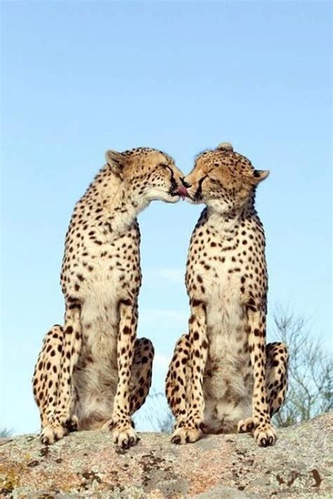 Cheetahs Kiss Animals Kissing Animals Animals Beautiful