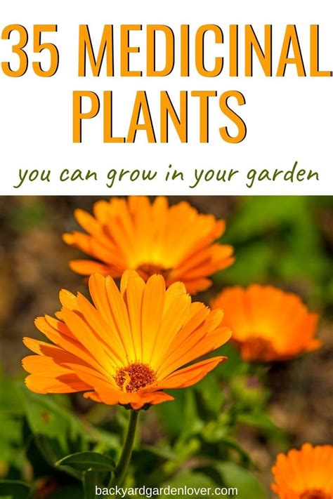 35 Easy To Grow Medicinal Plants To Make Your Own Herbal Remedies