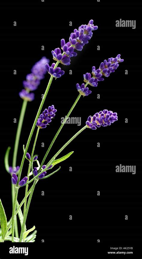 Lavender Flower Hi Res Stock Photography And Images Alamy