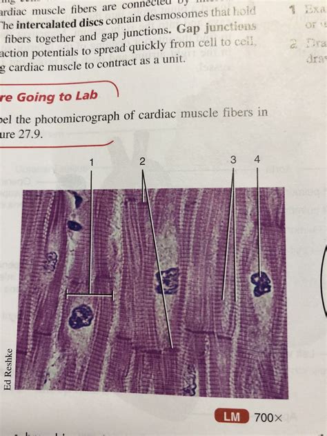 Photomicrograph Of Cardiac Muscle Fibers Diagram Quizlet