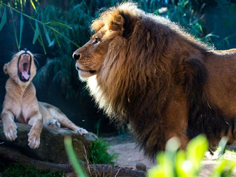 1920x1440 Lion And Cub 1920x1440 Resolution HD 4k Wallpapers, Images ...