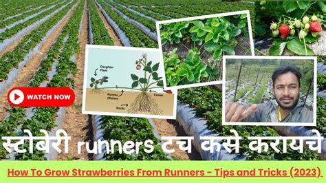 स्टोबेरी Runners टच कसे करायचे How To Grow Strawberries From Runners