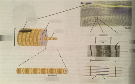 Anatomy Of Muscle Fiber And Sarcomere Part 2 Diagram Quizlet