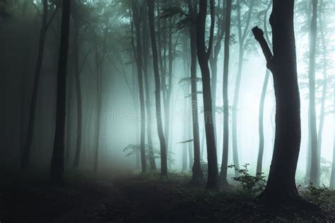 Spooky Foggy Forest Trail Dark Trees In Silhouettes With Hard Light