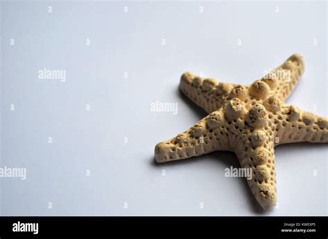 Starfish Wallpaper Hi Res Stock Photography And Images Alamy