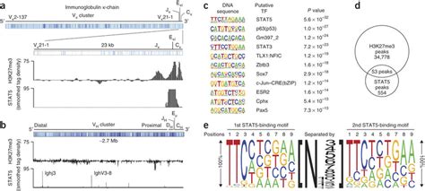 Binding Of Tetrameric Stat Mediates H K Trimethylation In Vivo