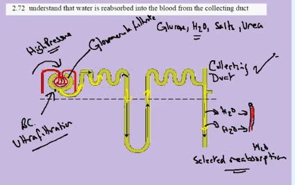 Belles Biology Water Re Absorption